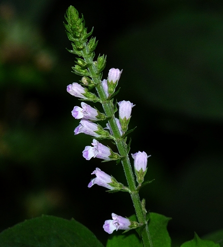 {Mosla dianthera}
